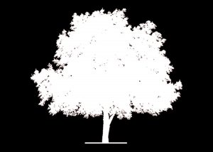 Logo-Arbre-Blanc